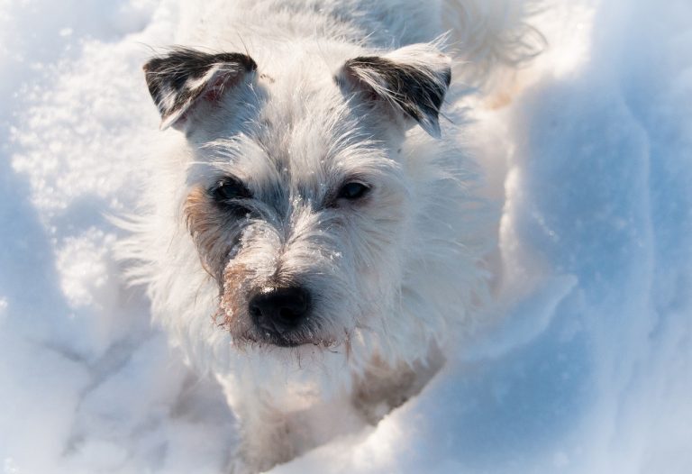 Les 8 races de chien qui ne sont pas faciles à dompter