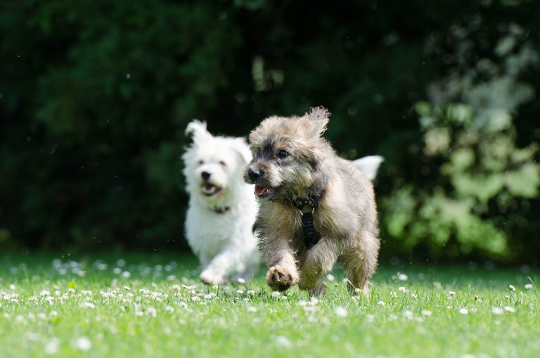 Races de chiens minuscules les plus populaires