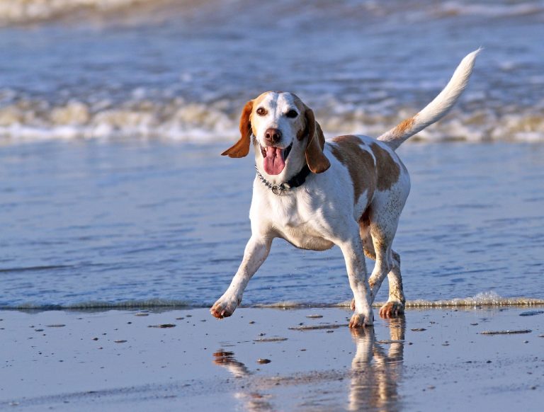 Découvrez les races de chien qui possèdent une grande vitalité 