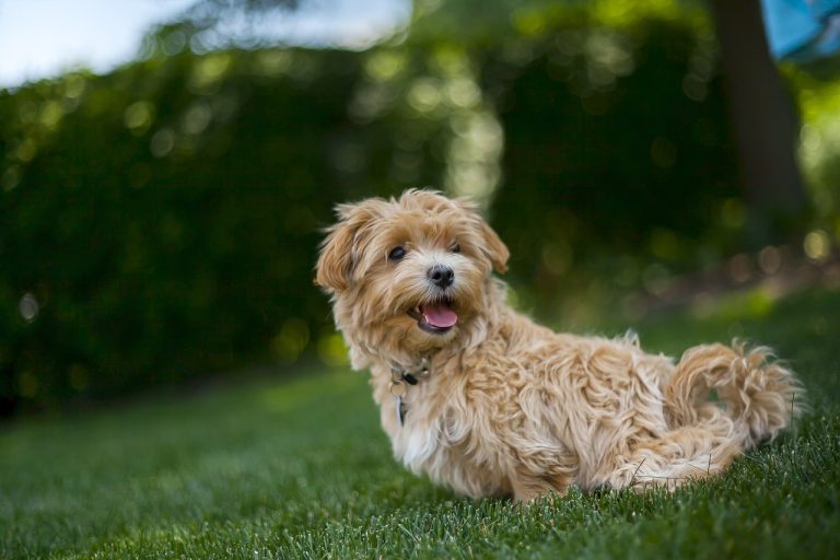 Découvrez ces races de chien qui sont les plus confiantes de toutes