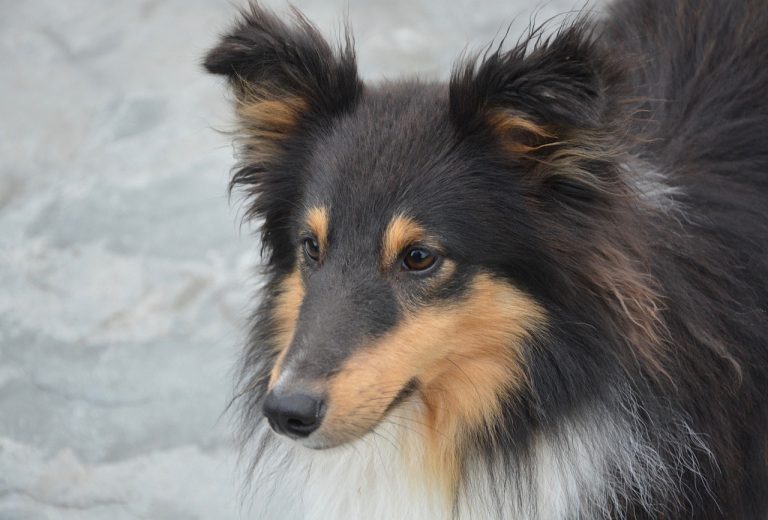 Découvrez les races de chien qui sont les plus gracieuses 