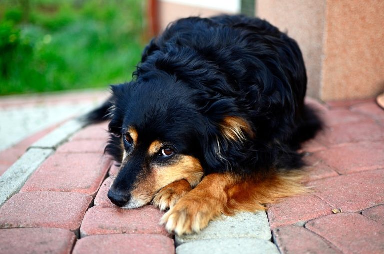 Voici les 11 races de chien qui ont le plus peur de l’abandon