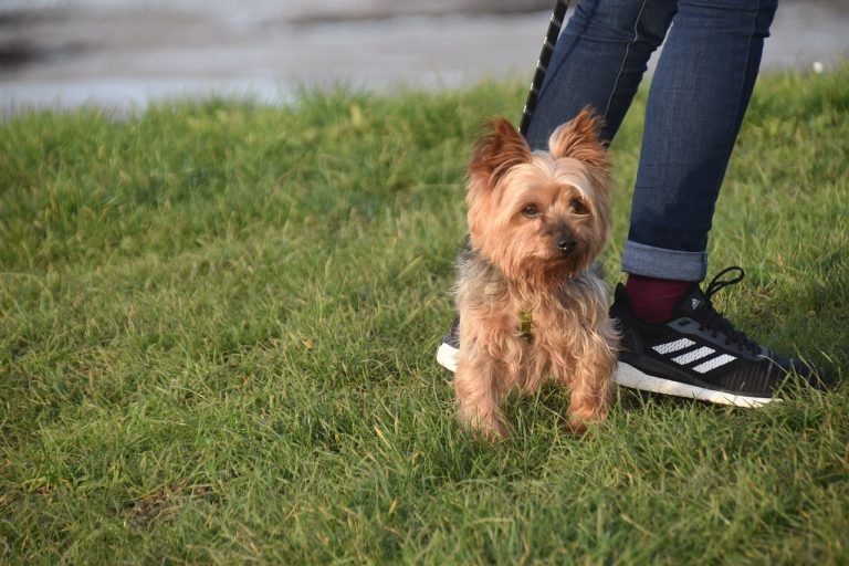 Ces 8 races de chien vont suivre leur maître à la trace