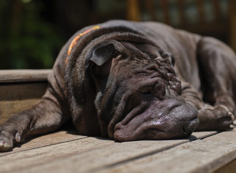 Découvrez les races de chien qui ne sont pas très engageantes au premier abord