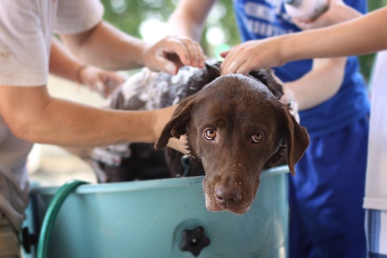 Peut-on utiliser du shampooing pour bébé sur les chiens ?