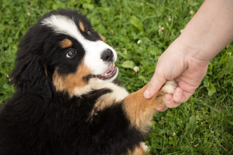 Quelles sont ces races de chien qui sont les plus conviviales ?