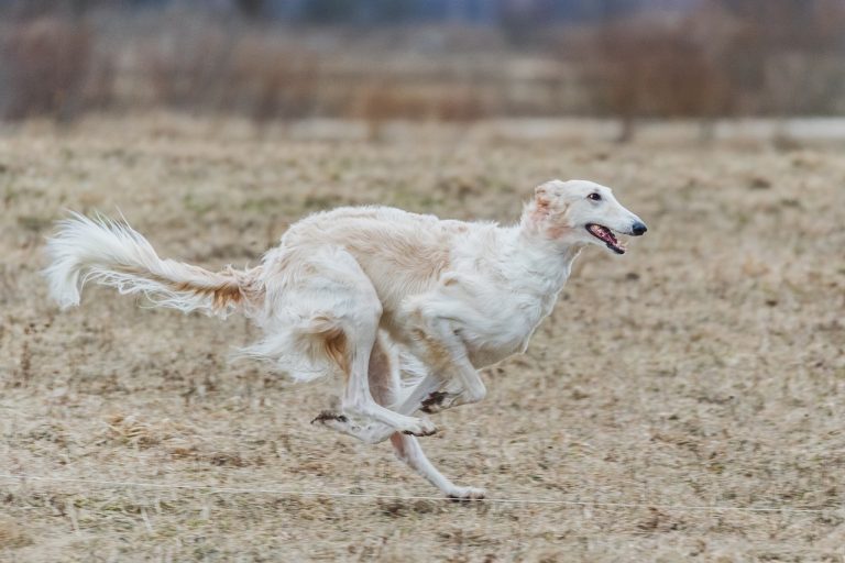 Attention, ces 8 races de chien ont vraiment du mal à se contrôler