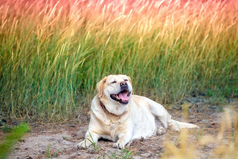 races de chien doivent faire attention quantité de nourriture