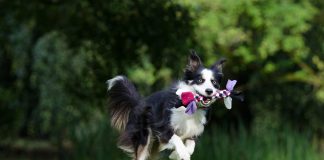 races de chien jouer avec des enfants