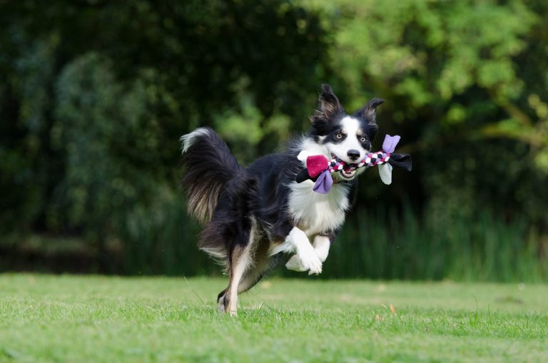 races de chien jouer avec des enfants