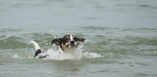 chien qui excelle dans l'eau