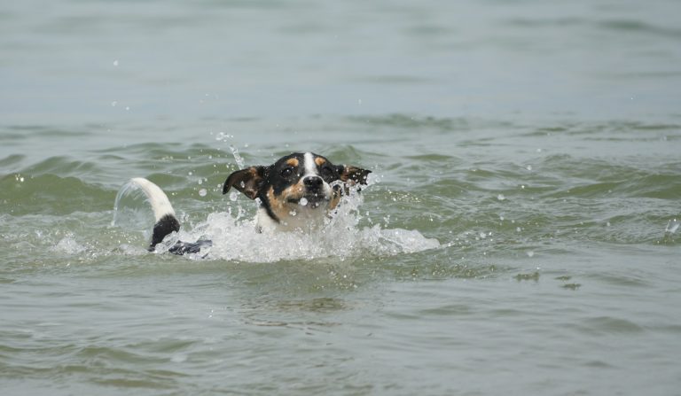 chien qui excelle dans l'eau