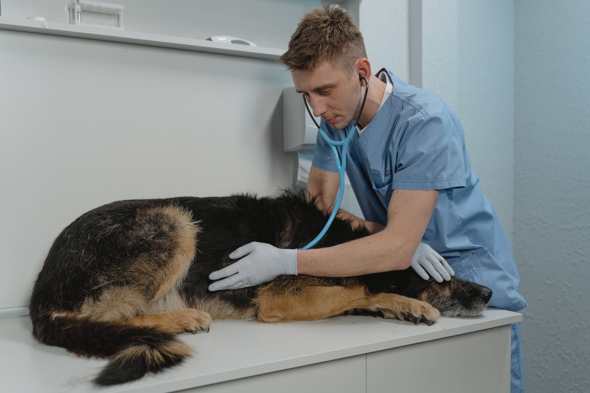 traitement vétérinaire