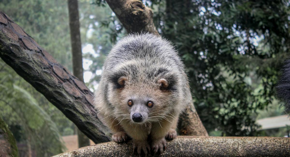 Binturong animal lettre B