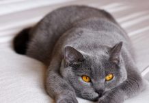 British Shorthair est câlin