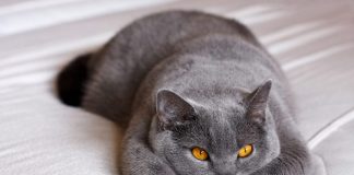 British Shorthair est câlin