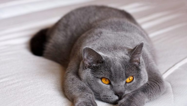 British Shorthair est câlin