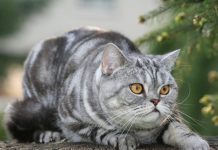 British Shorthair miaule beaucoup