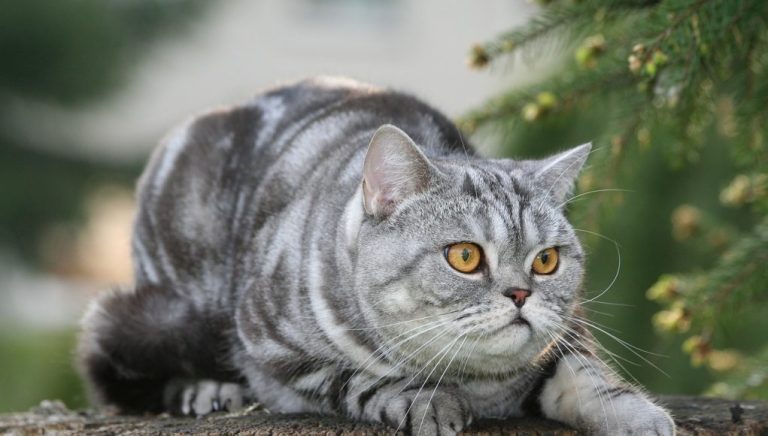 British Shorthair miaule beaucoup