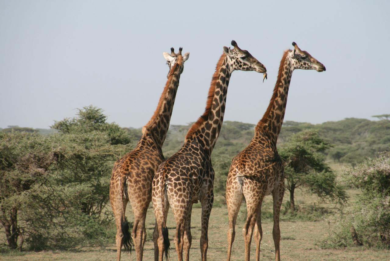 girafe animal commençant par le lettre G