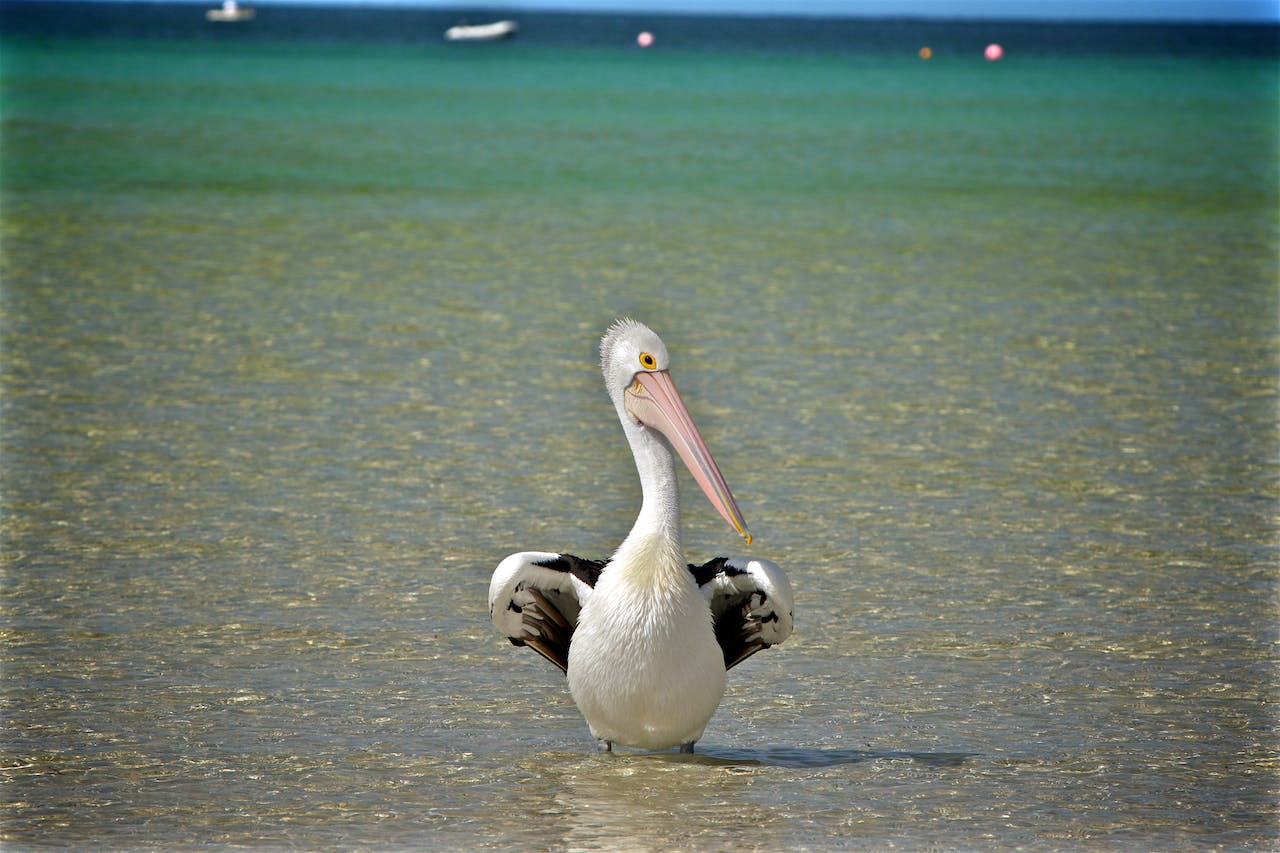 Le pélican est l'un des animaux commençant par la lettre P