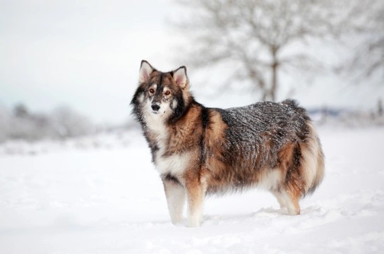 Utonagan est un des animaux commençant par la lettre U