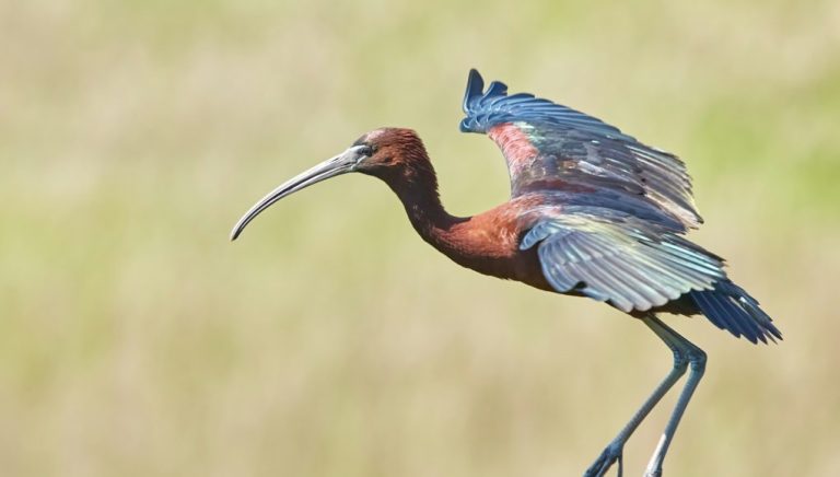 Animal en I : Les animaux commençant par la lettre i