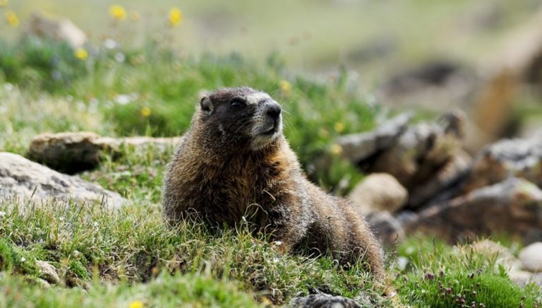 Animal en M : les animaux commençant par la lettre M