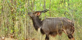 Animal en N : Les animaux commençant par la lettre N