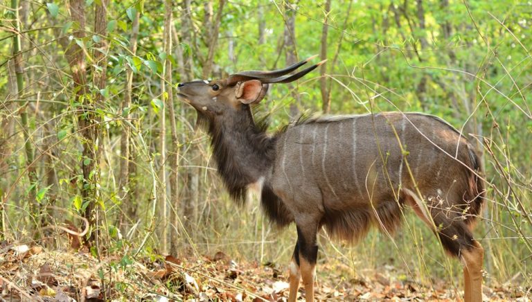 Animal en N : Les animaux commençant par la lettre N