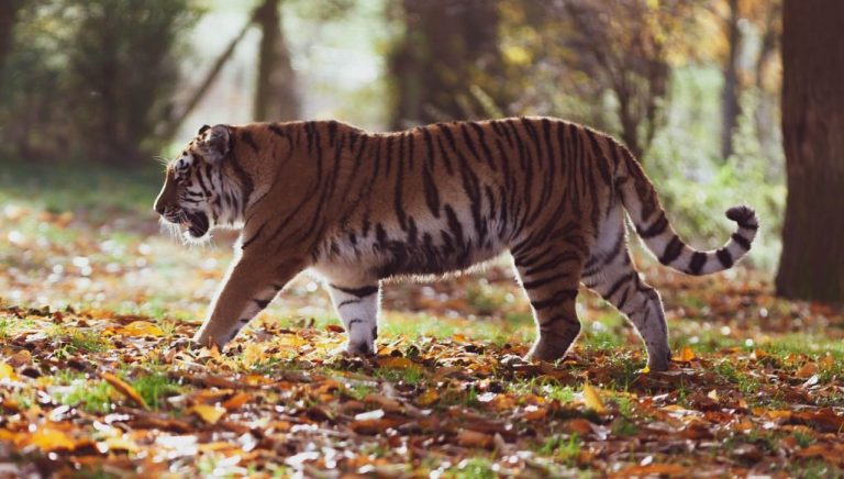 Animal en T : Les animaux commençant par la lettre T