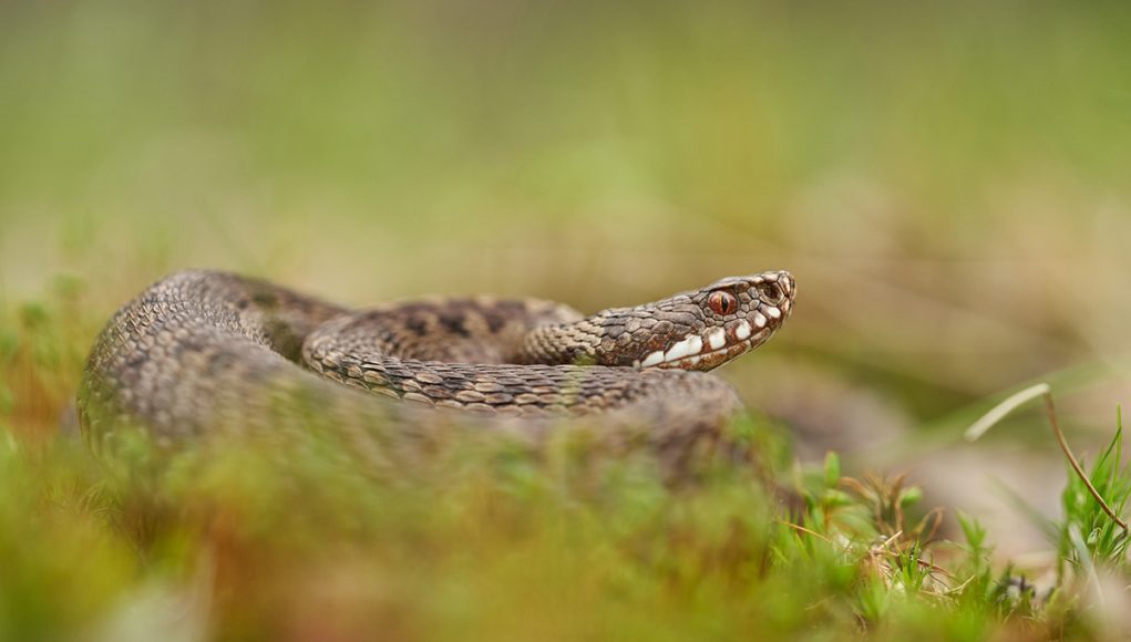 Animal en V : Les animaux commençant par la lettre V