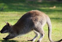 Animal en W : Les animaux commençant par la lettre W