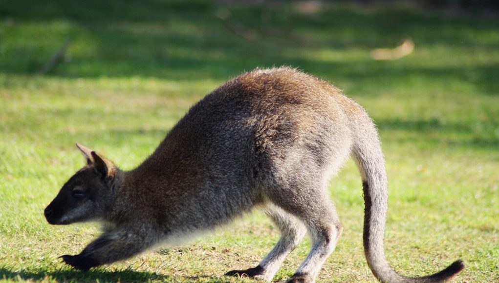 Animal en W : Les animaux commençant par la lettre W