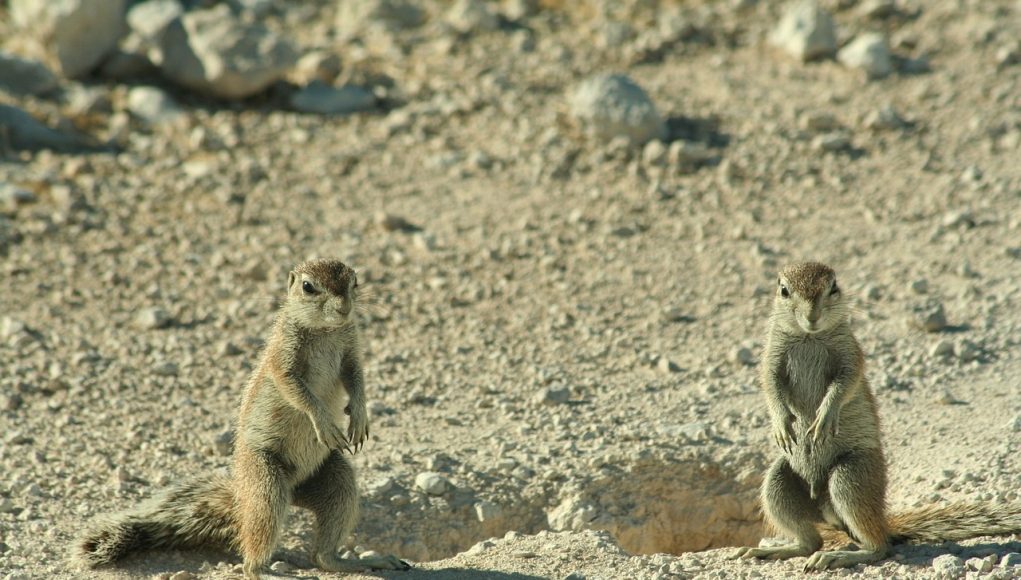 Animal en X : Les animaux commençant par la lettre X