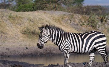 Animal en Z : Les animaux commençant par la lettre Z