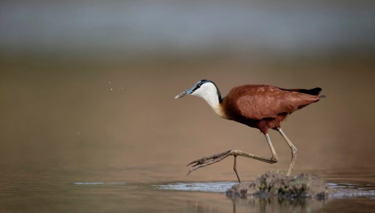 Animal en J : Les animaux commençant par la lettre j