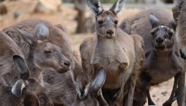 Animal en K : Les animaux commençant par la lettre k