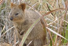 Animal en Q : Les animaux commençant par la lettre Q