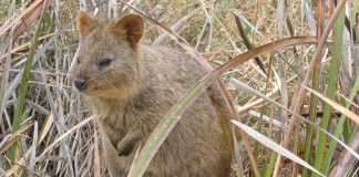 Animal en Q : Les animaux commençant par la lettre Q