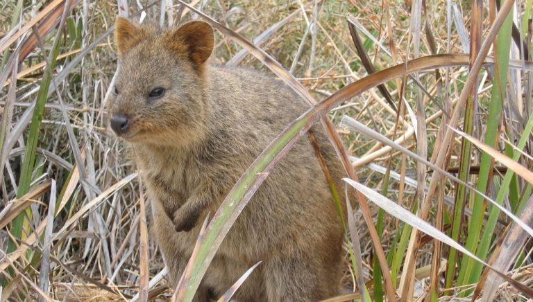 Animal en Q : Les animaux commençant par la lettre Q