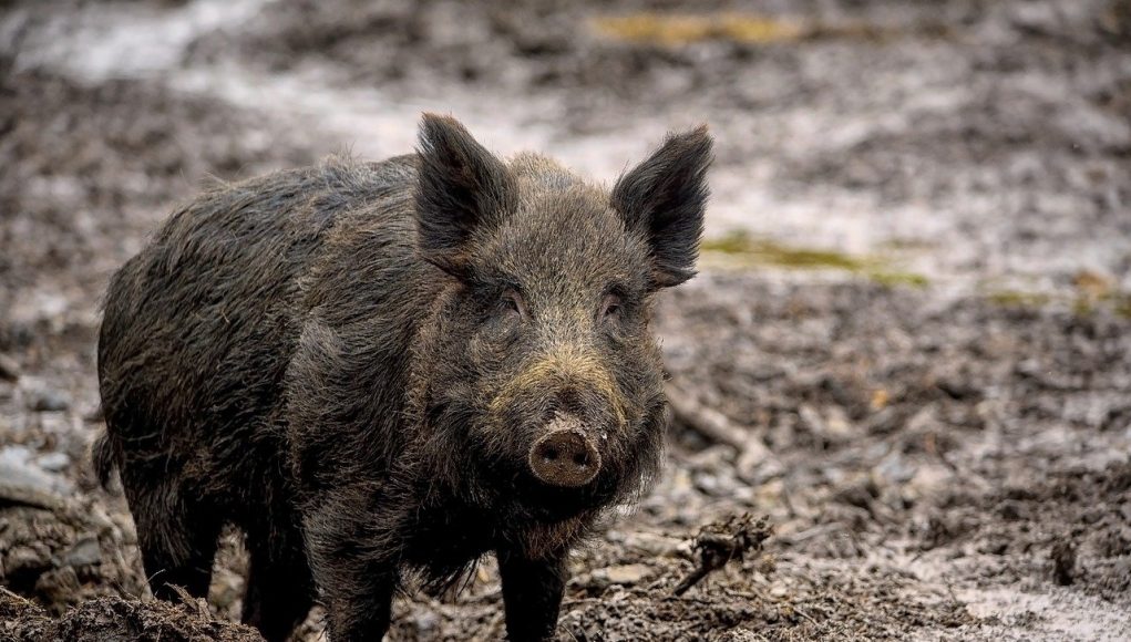 Animal en S : Les animaux commençant par la lettre S