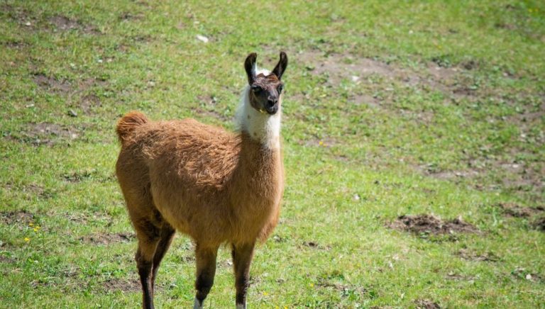 Animal en L : Les animaux commençant par la lettre l