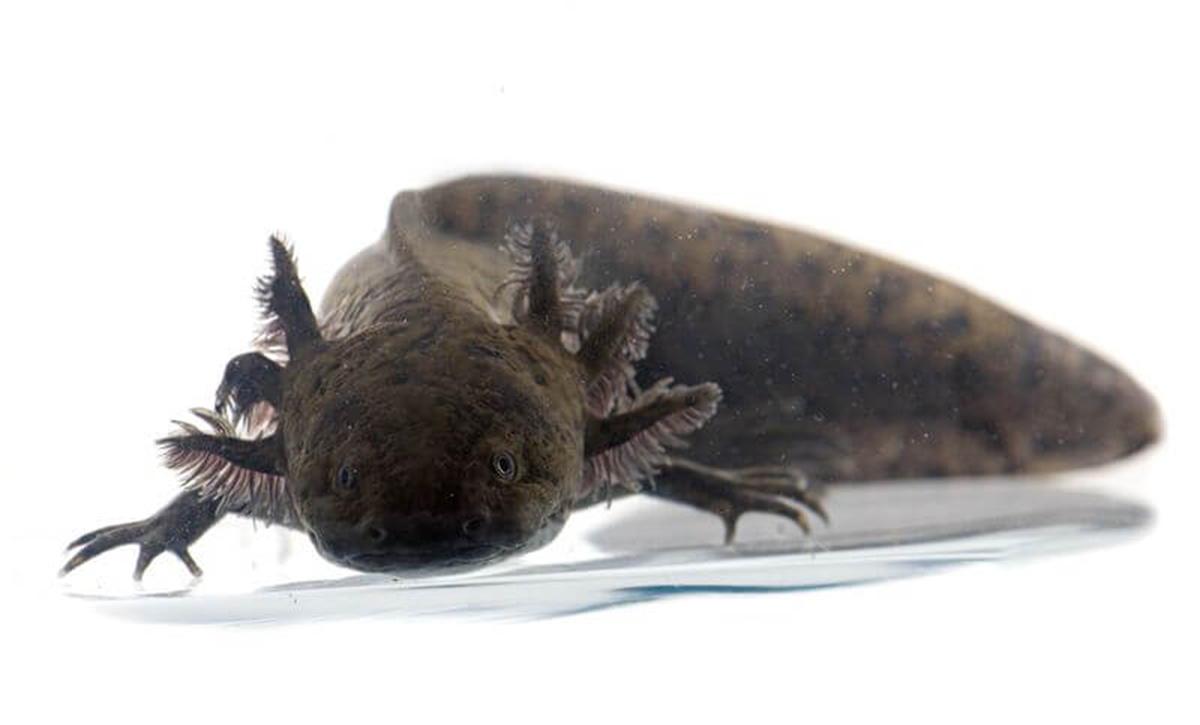 L'axolotl est une animal commençant par la lettre A