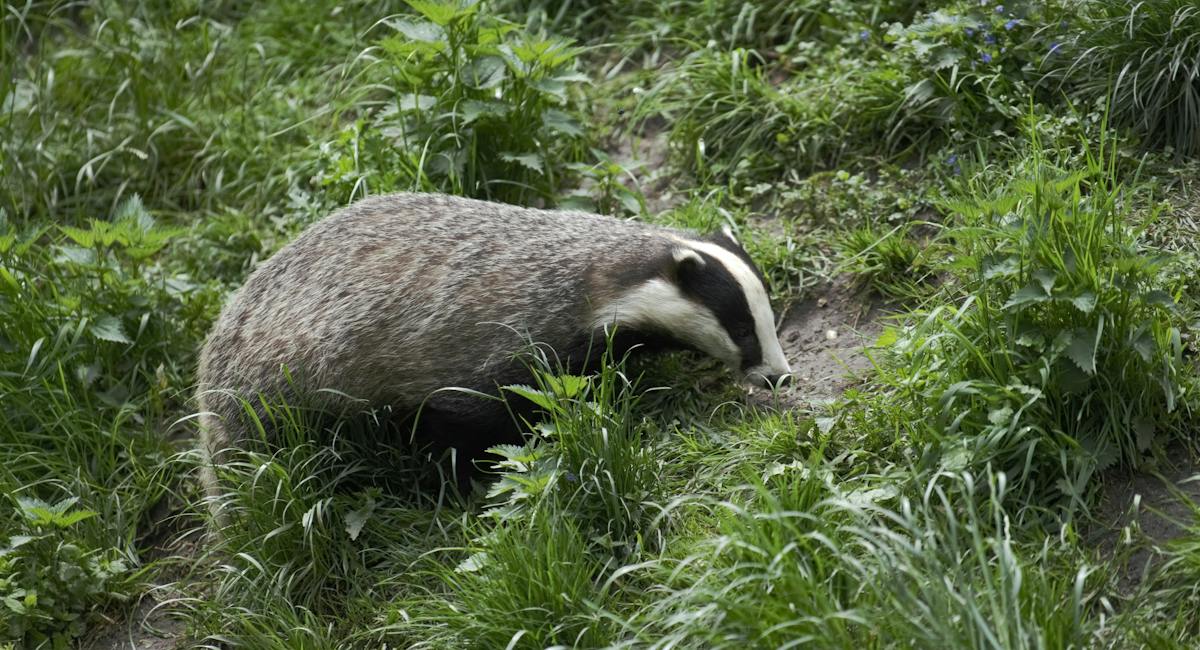 Blaireau : Un animal commençant par la lettre b