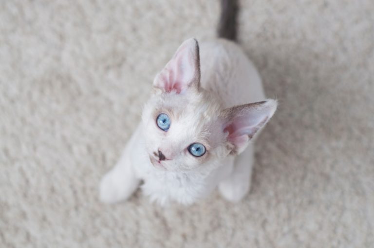 races de chats blancs aux yeux bleus