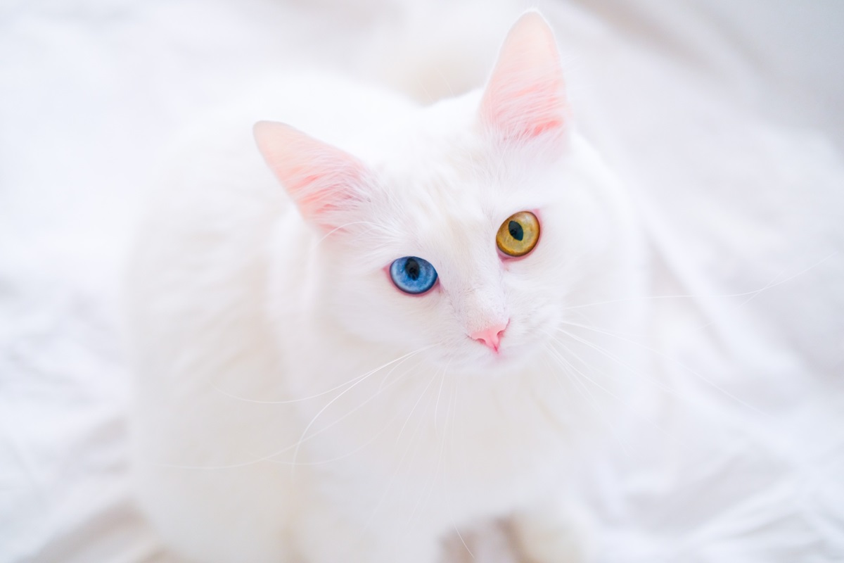 chats blancs aux yeux vairons