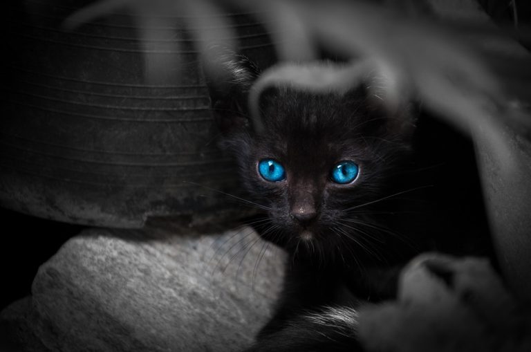 races de chats noir aux yeux bleus