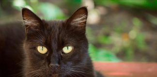 races de chats noirs aux yeux jaunes