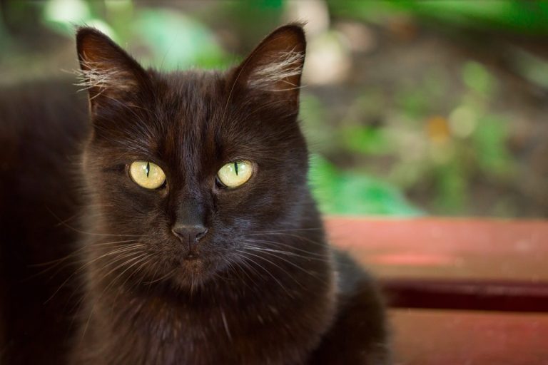 races de chats noirs aux yeux jaunes